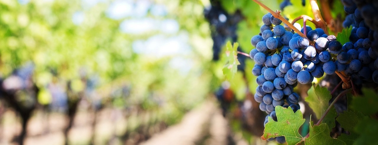 grapes-553463_1280